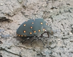 Solenosthedium chinense