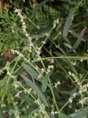 Atriplex patula