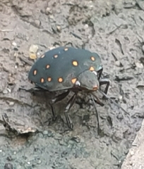 Solenosthedium chinense
