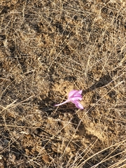 Colchicum laetum