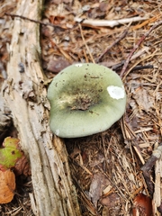 Heterophyllidia