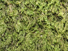 Thamnobryum alopecurum