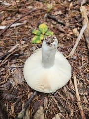 Heterophyllidia