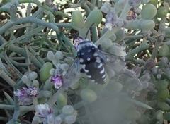 Thyreus histrionicus