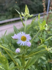 Erigeron annuus