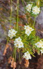 Lachnaea densiflora