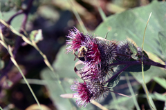 Arctium tomentosum
