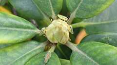 Graphocephala fennahi