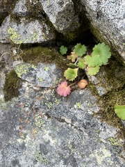 Saxifraga