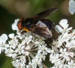 Phasia hemiptera
