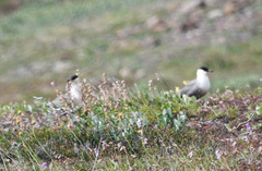 Stercorarius longicaudus