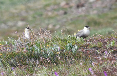 Stercorarius longicaudus
