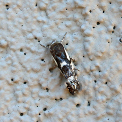 Acontiinae