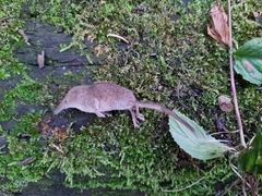 Sorex minutus