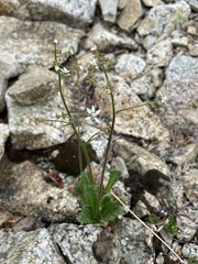 Micranthes ferruginea