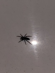 Trachyzelotes pedestris