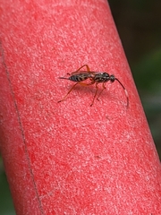Lymeon orbus