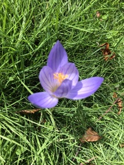 Crocus speciosus