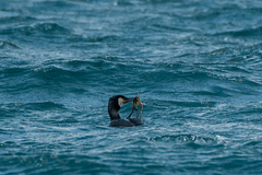 Phalacrocorax capillatus