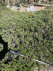 Arctostaphylos nevadensis