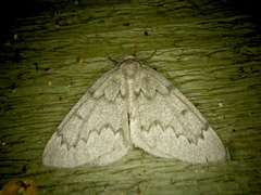 Nepytia pellucidaria