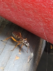 Lymeon orbus