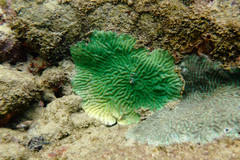 Pseudodiploria clivosa