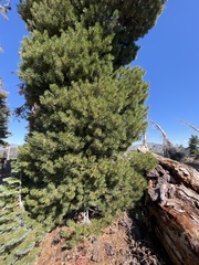 Pinus albicaulis