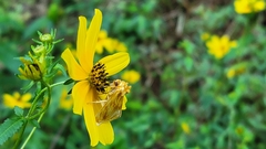 Cirrhophanus triangulifer