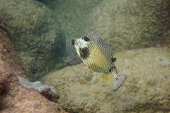 Lactophrys triqueter