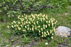 Astragalus frigidus