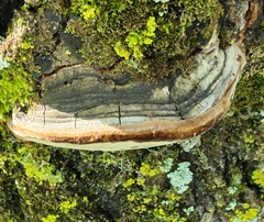 Phellinus tremulae