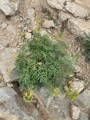 Lomatium brandegeei