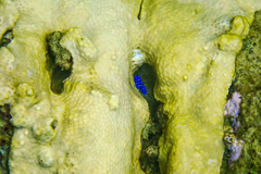 Microspathodon chrysurus