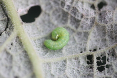 Phlogophora meticulosa