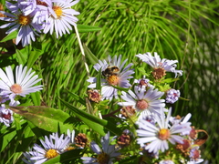 Eristalis anthophorina