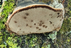 Phellinus tremulae