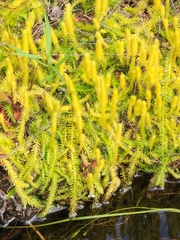 Lycopodiella inundata image