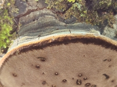Phellinus tremulae