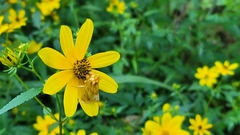 Cirrhophanus triangulifer