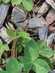 Thamnophis sirtalis pallidulus