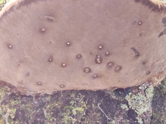 Phellinus tremulae