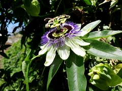 Passiflora caerulea