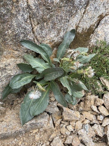 Image of Senecio elmeri by (c) Matt Berger, some rights reserved (CC BY)
