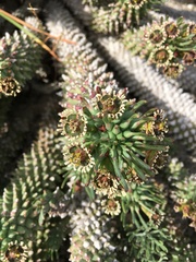 Euphorbia caput-medusae