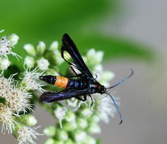 Synanthedon exitiosa