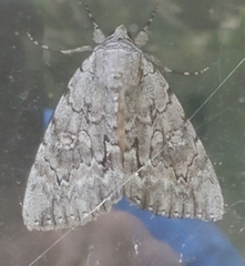 Catocala habilis