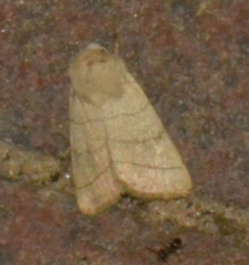 Charanyca trigrammica