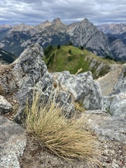 Piptatheropsis exigua