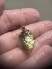 Stephanolepis hispida